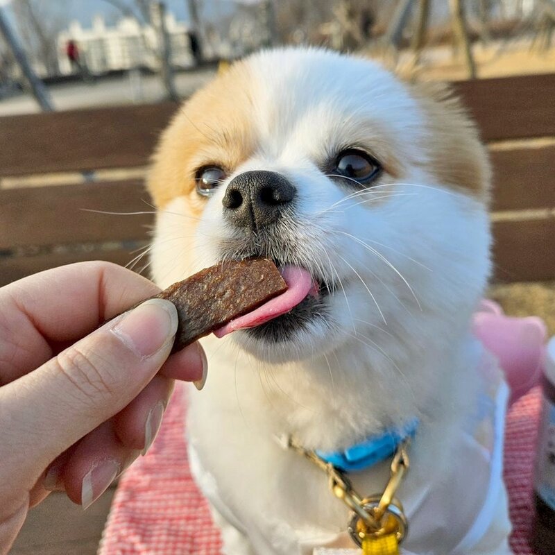 더독 소프트 생육 쫀득 강아지 간식 육포한입, 100g, 8개, 오리