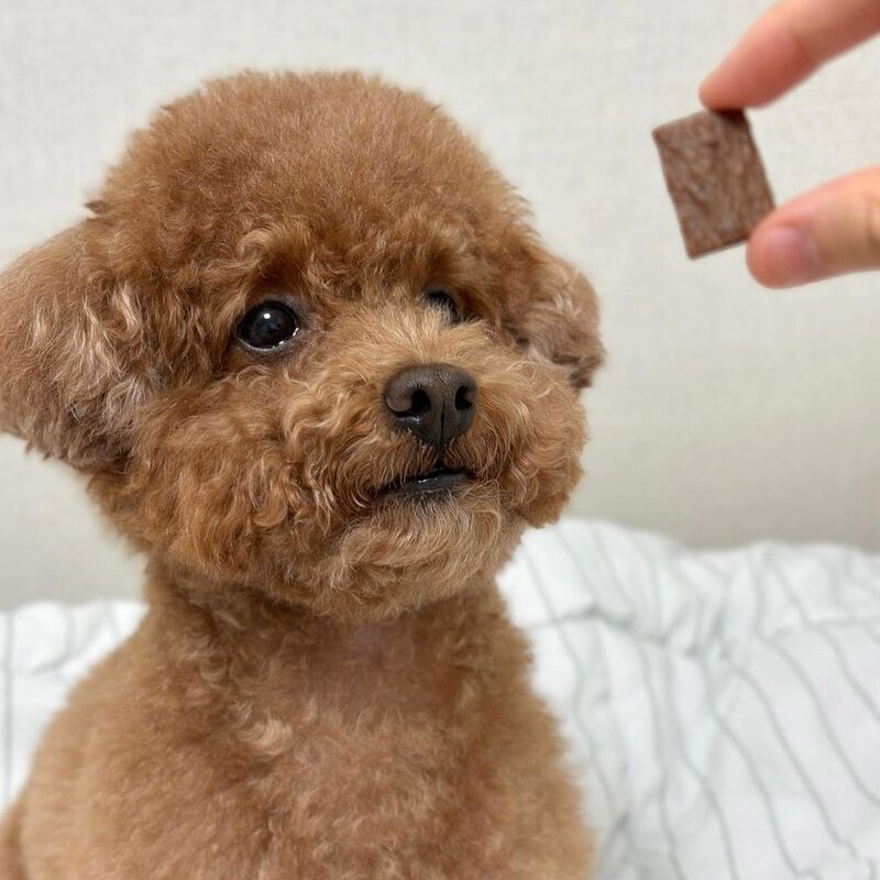 더독 소프트 생육 쫀득 강아지 간식 육포한입, 100g, 8개, 오리