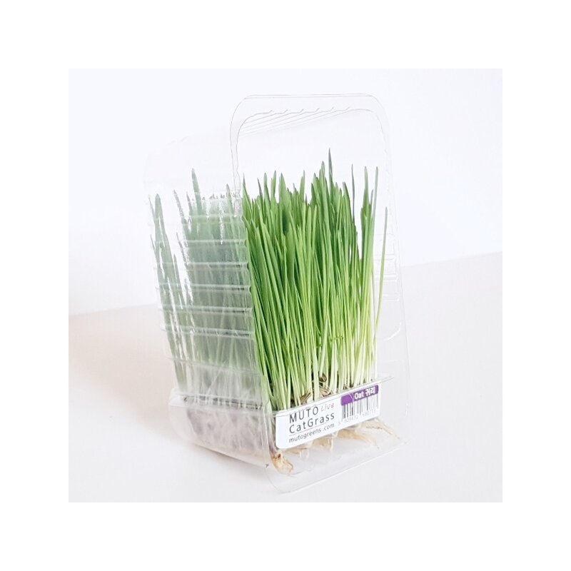뮤토 잘키운 친환경 베이직 캣그라스 생화 보리/귀리, 150g, 1개, 베이직 귀리