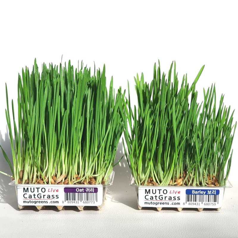 뮤토 잘키운 친환경 베이직 캣그라스 생화 보리/귀리, 150g, 1개, 베이직 귀리