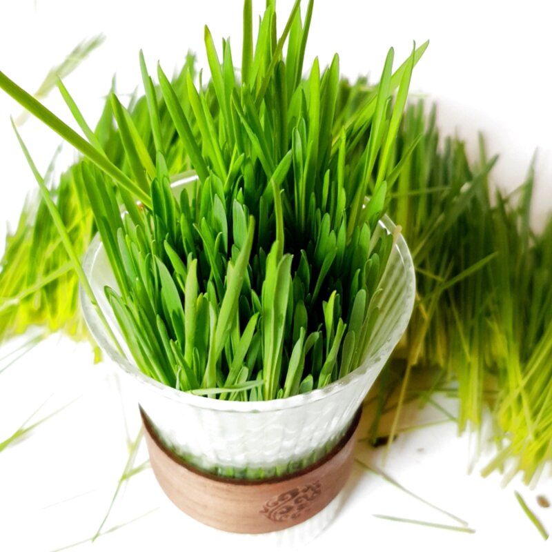 뮤토 잘키운 친환경 베이직 캣그라스 생화 보리/귀리, 150g, 1개, 베이직 귀리