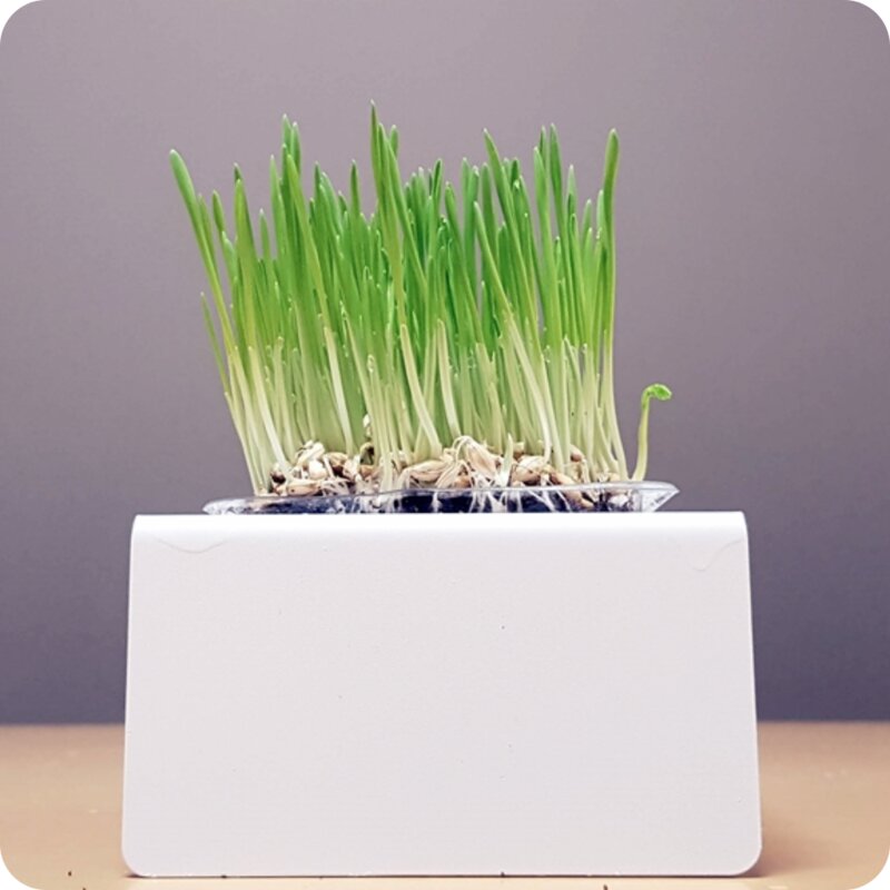 뮤토 잘키운 친환경 베이직 캣그라스 생화 보리/귀리, 150g, 1개, 베이직 귀리