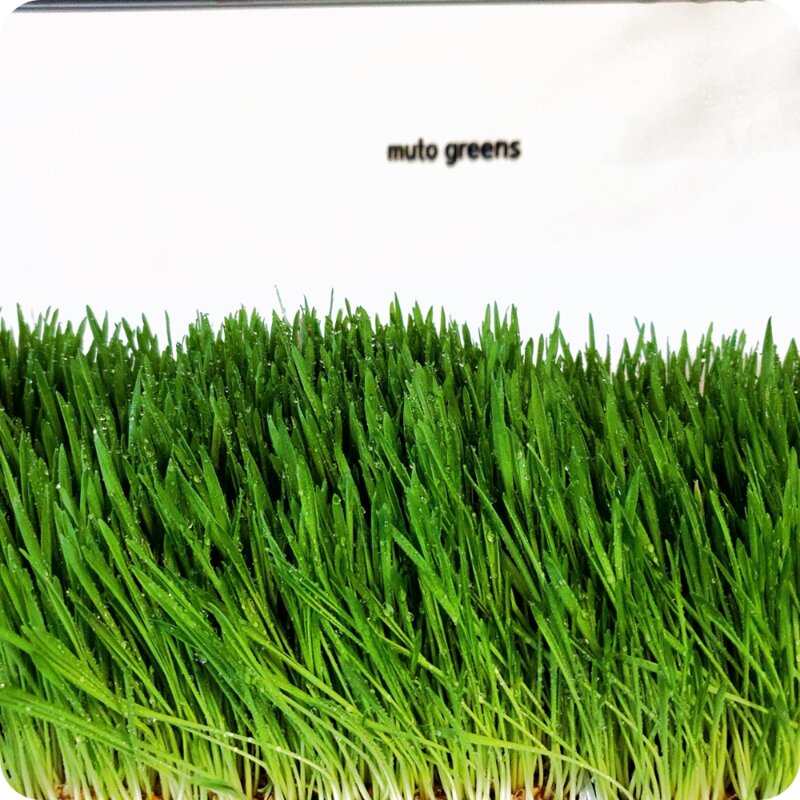 뮤토 잘키운 친환경 베이직 캣그라스 생화 보리/귀리, 150g, 1개, 베이직 귀리