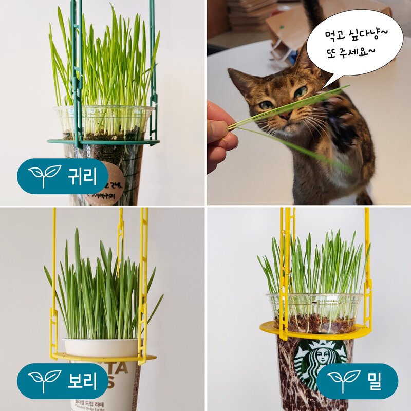 [리컵키트] 고양이 풀 캣그라스 키우기 세트 (옐로우), 보리2봉, 1세트