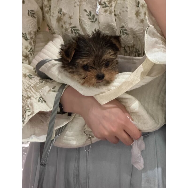설아네 꿀살림 강아지 고양이 애견 슬링백 소형 중형 대형 여름 백팩 아이보리 캐리어 이동 가방 산책 숄더백 백팩 포대기, S