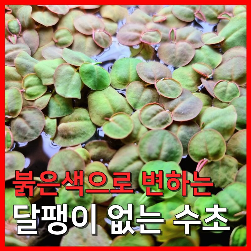 [수초농부] 필란터스 플루이탄스 부상수초 수질정화수초, 5개