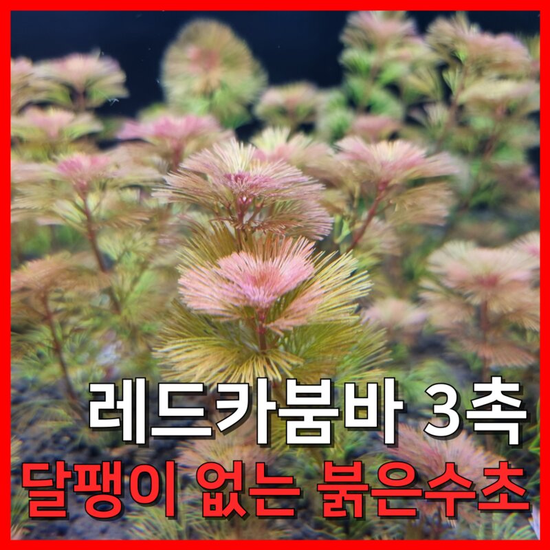 [수초농부] 레드카붐바 달팽이 없는 키우기 쉬운 초보자용 붉은 수초, 3개