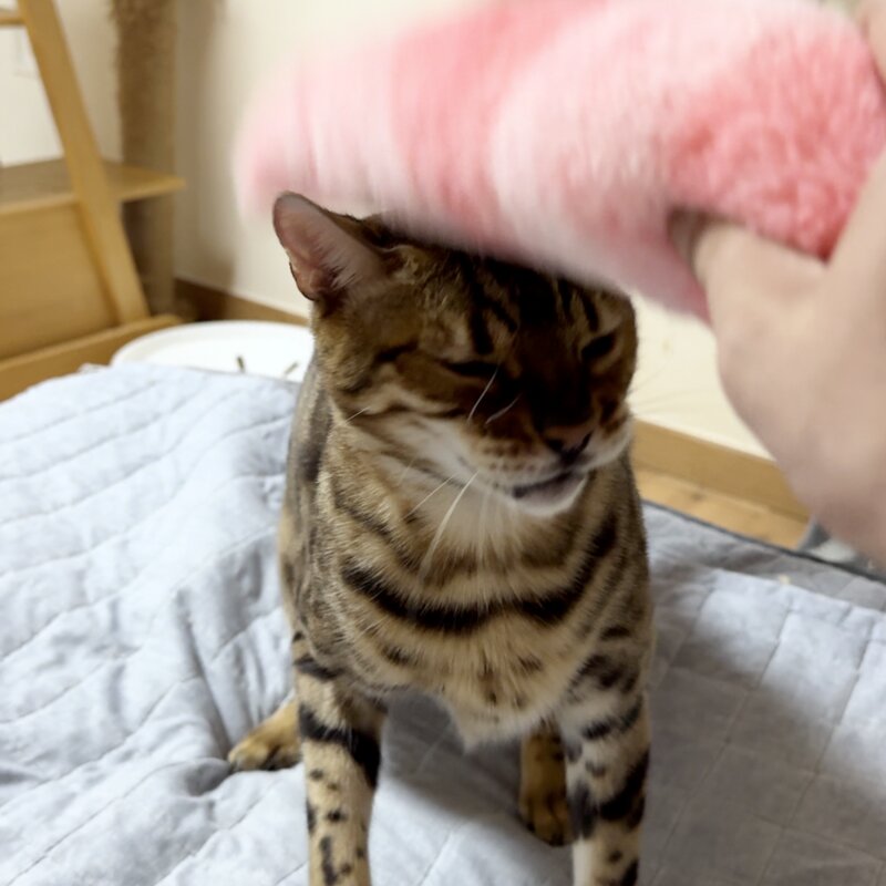 냥저씨 보들보들 캣닢쿠션 마따따비인형, 핑크 블루 퍼플, 1세트
