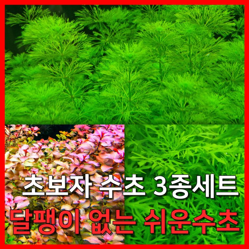 [수초농부] 초보자 수초 3종 세트 암브리아 슈퍼레드 워터위스테리아, 1세트