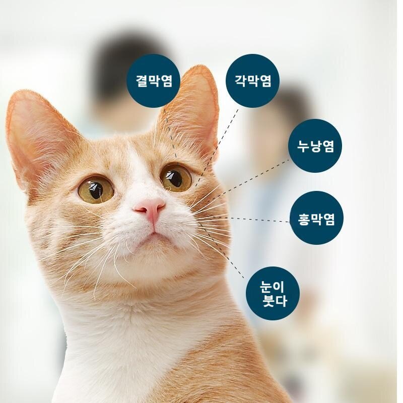 [미국 히트 국내출하] 안연고 결막염 눈병 강아지 결막염 안연고 반려견 반려묘 눈 감염 세균성 염증연고, 1개, 5ml