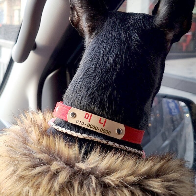 미소펫 인디칼라 가벼운 목줄 이름표 인식표 5색상, 1개, 핫핑크