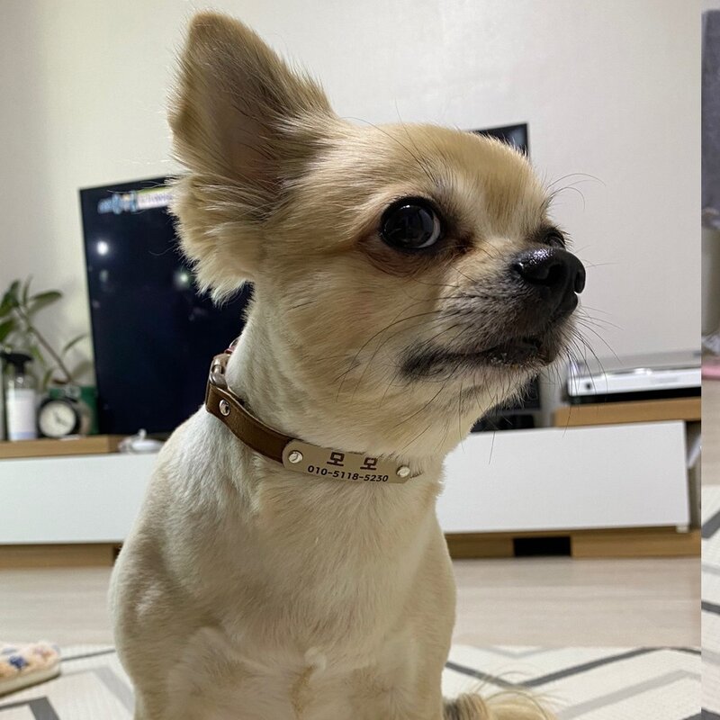 미소펫 인디 INDI 강아지 고양이 인식표 목줄, 레드, 1개