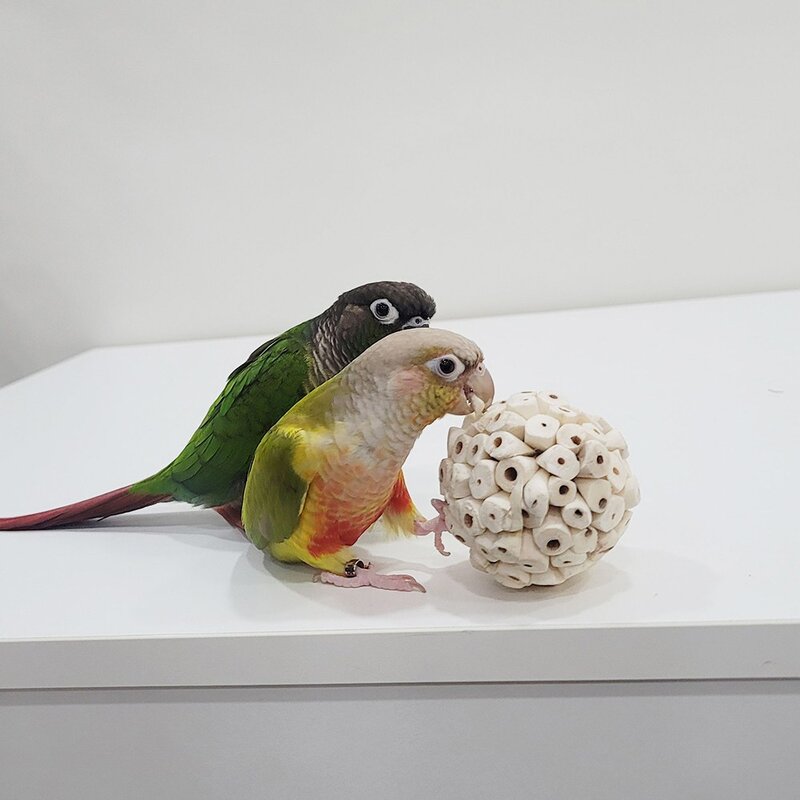 못난이 솔라볼 앵무새 장난감 입질 용품 스트레스 해소 4cm, 못난이 4cm, 3개