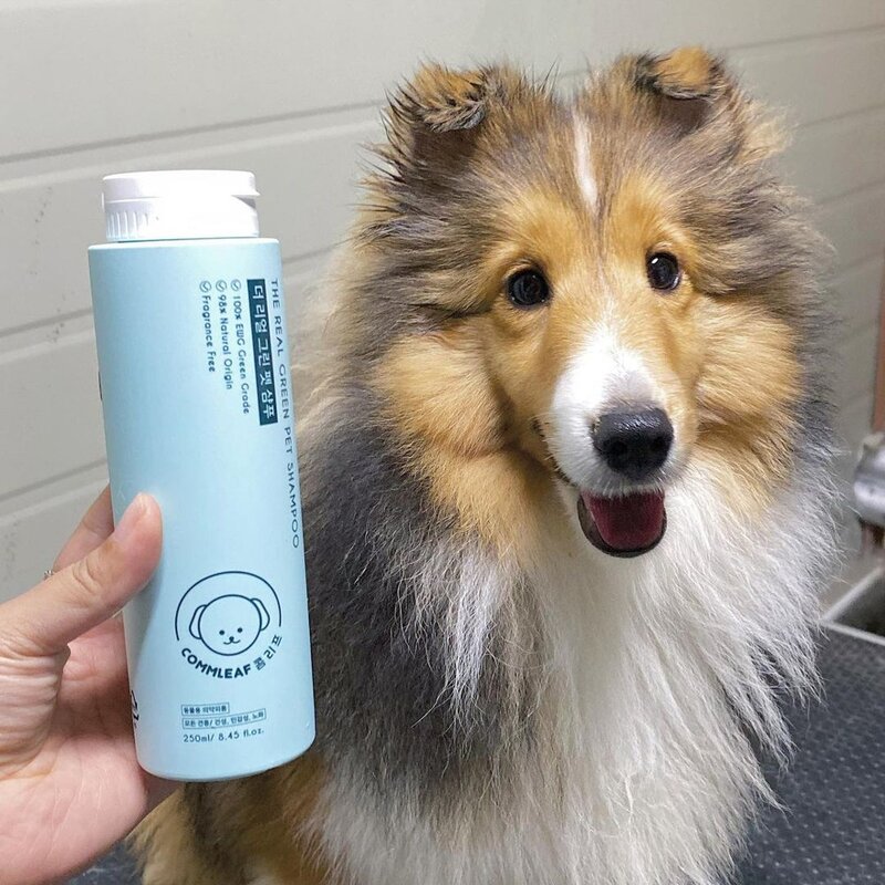 강아지 고양이 저자극 피부병 아토피 곰팡이성 피부염 비듬 약용 보조 천연 샴푸 500ml 노령견 소형견 대형견 아기 포메라니안 비숑 말티즈 시츄, 백세가족 샴푸 500ml, 1개