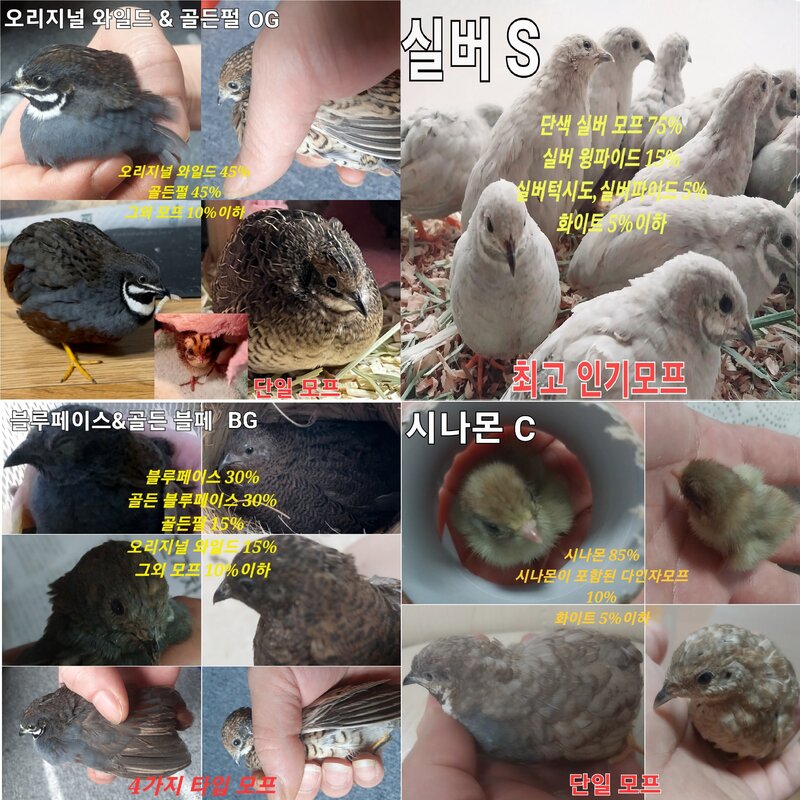 미니메추리알 유정란 종란 부화용, ALL모프 1알, 1개