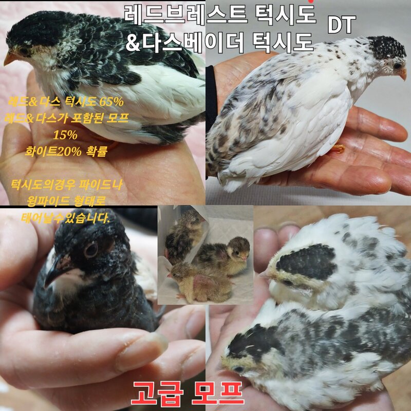 미니메추리알 유정란 종란 부화용, ALL모프 1알, 1개