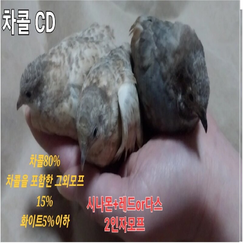 미니메추리알 유정란 종란 부화용, ALL모프 1알, 1개