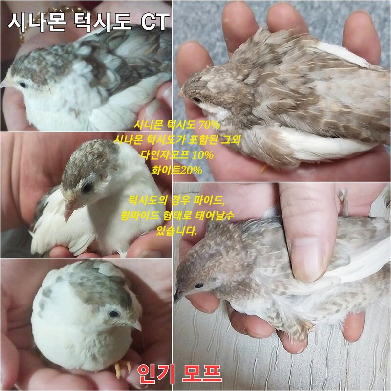 미니메추리알 유정란 종란 부화용, ALL모프 1알, 1개