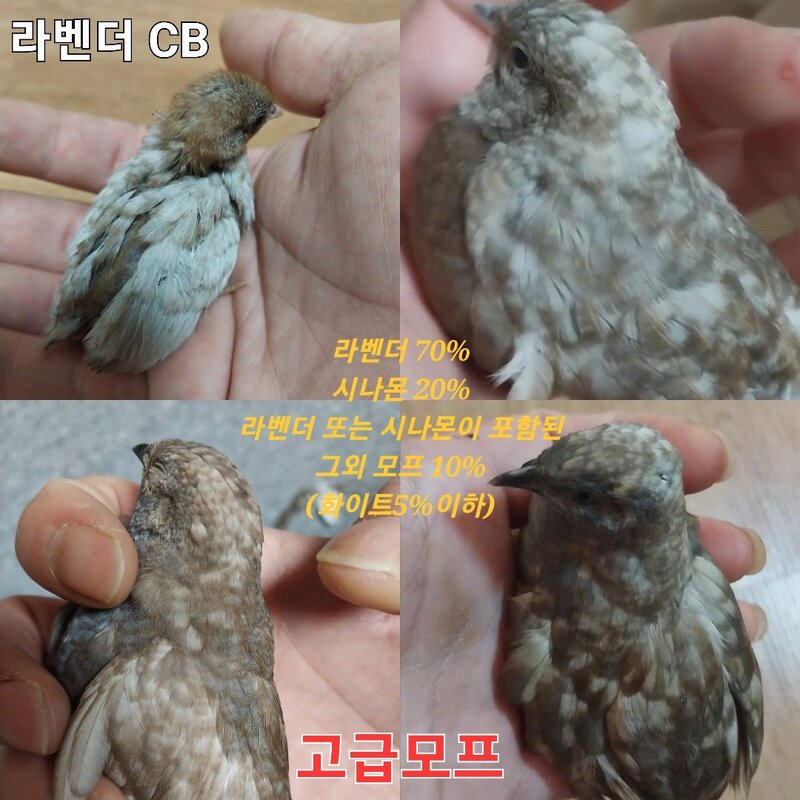 미니메추리알 유정란 종란 부화용, ALL모프 1알, 1개