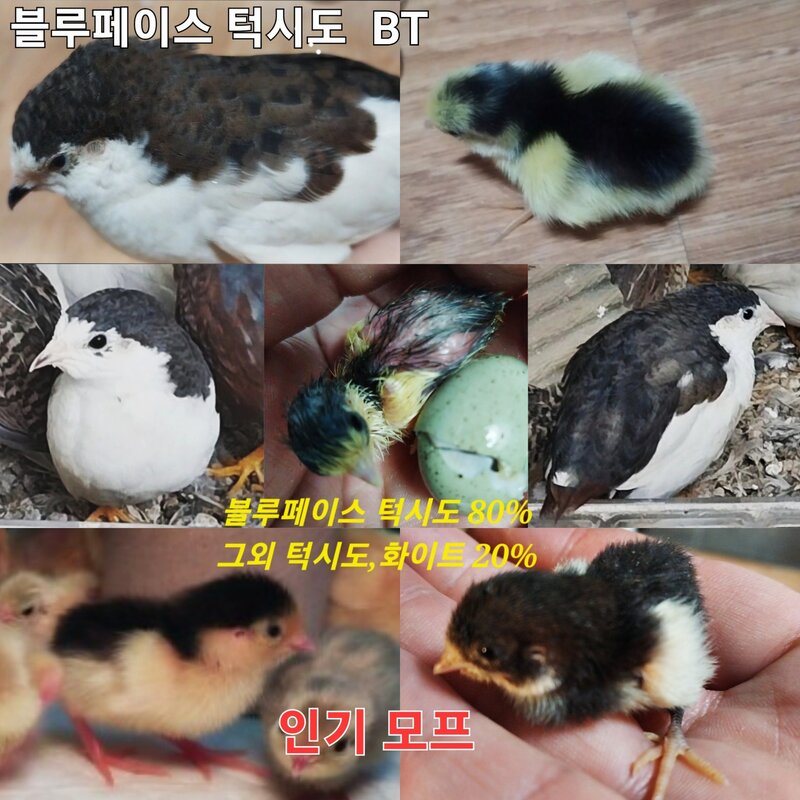 미니메추리알 유정란 종란 부화용, ALL모프 1알, 1개