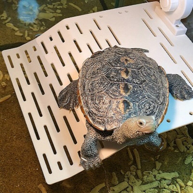 거북이 육지 쉼터, L, 1개, 350g