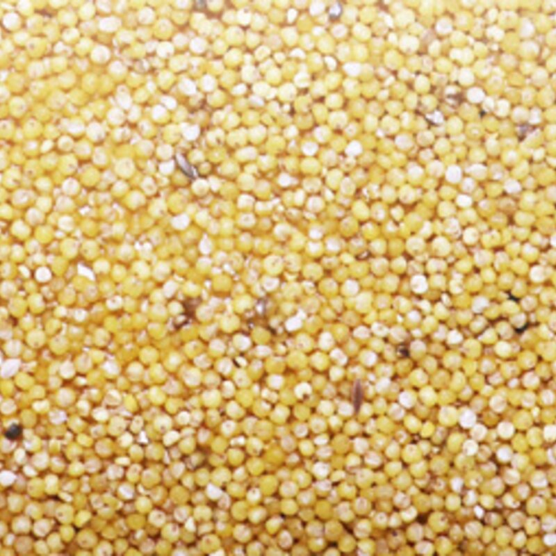 키워쥬 소동물 신선하고 알찐 세척 볶음 메조, 500g, 5개