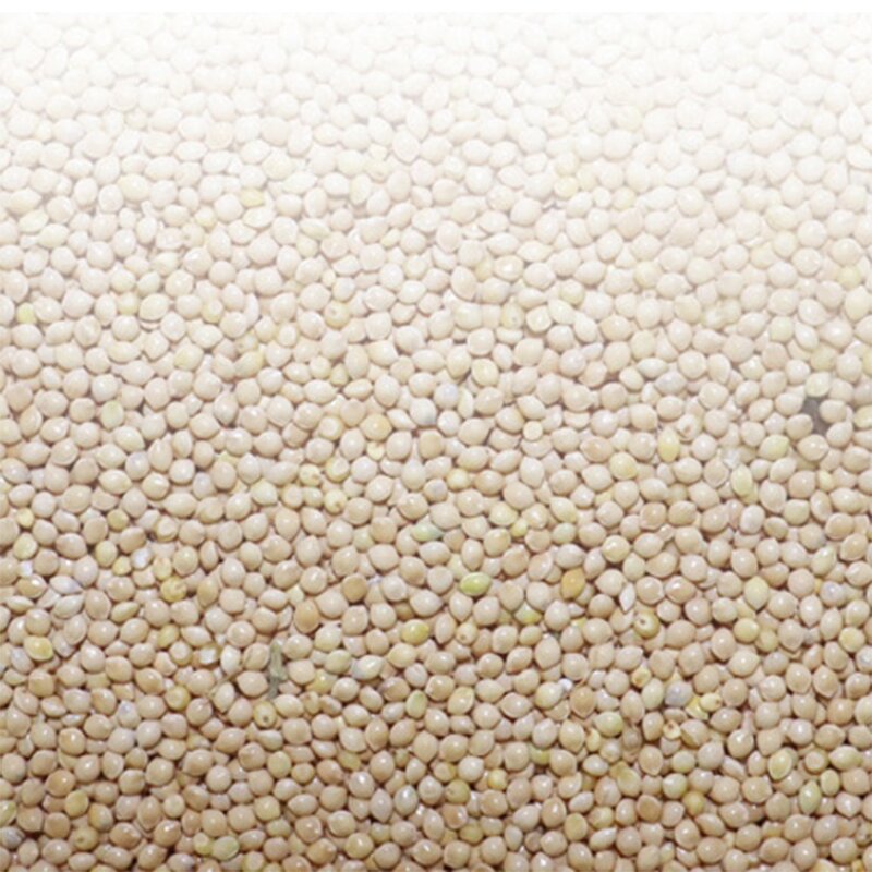 키워쥬 조류 신선하고 알찐 세척 볶음 백기장, 500g, 1개