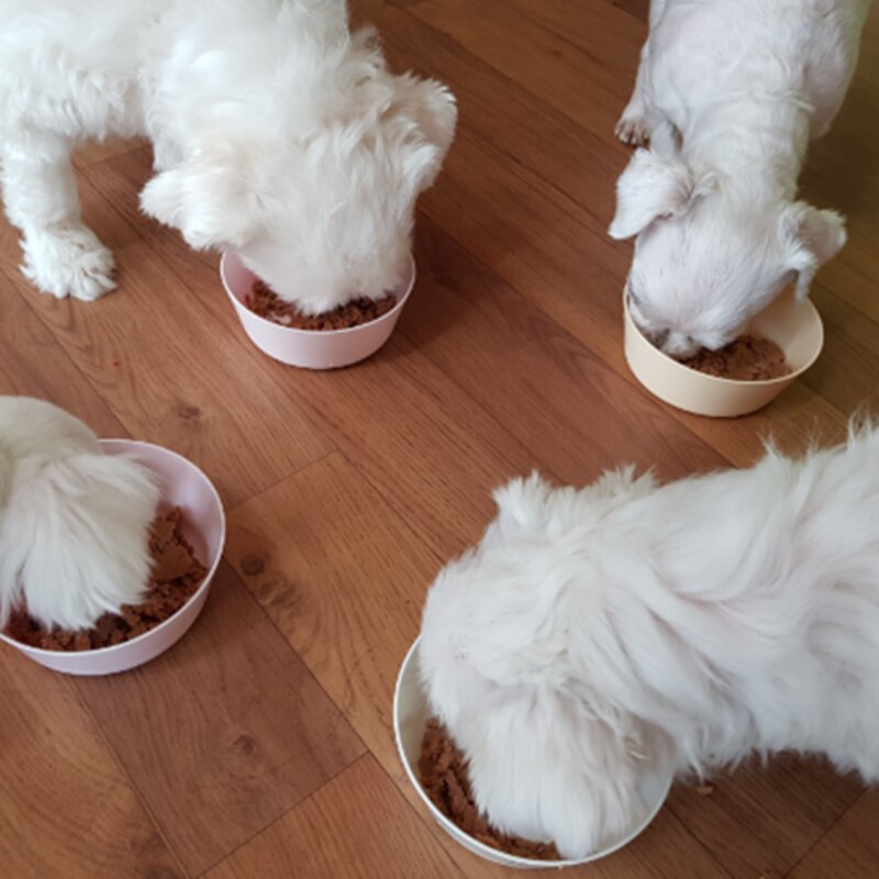 개똑 강아지 습식사료 주식 뇌건강 닭고기+소고기 70g 12개