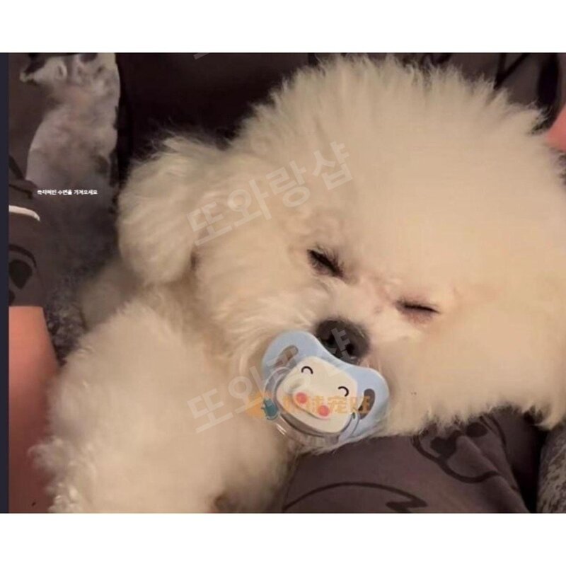 이갈이 젖꼭지 애견 전용 장난감 노리개 강아지 이빨갈기, 곰둥이핑크, 1개