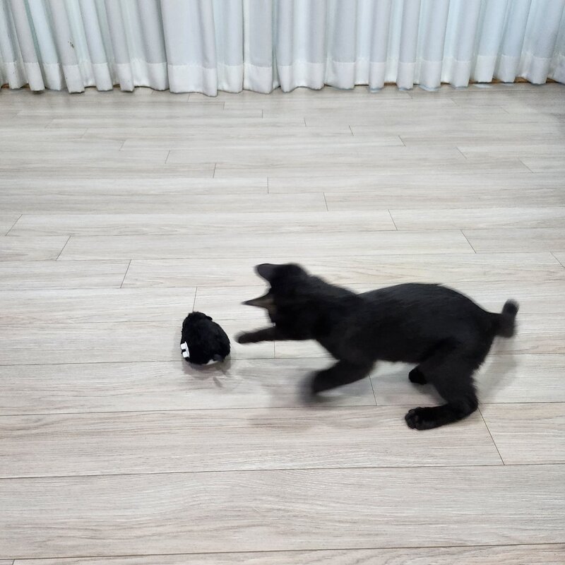마아 고양이 장난감 움직이는 태엽쥐 세트, 브라운, 블랙, 그레이, 화이트, 1세트