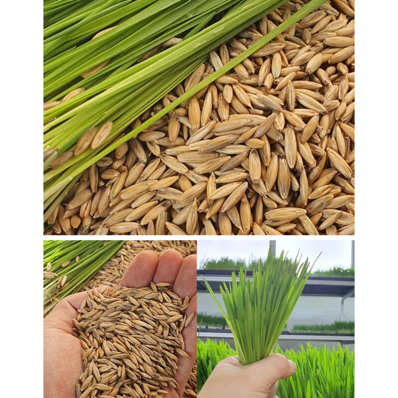 뮤토 SP 캣그라스 국내산 무농약 새싹용 씨앗, 10개, 20g, B 귀리