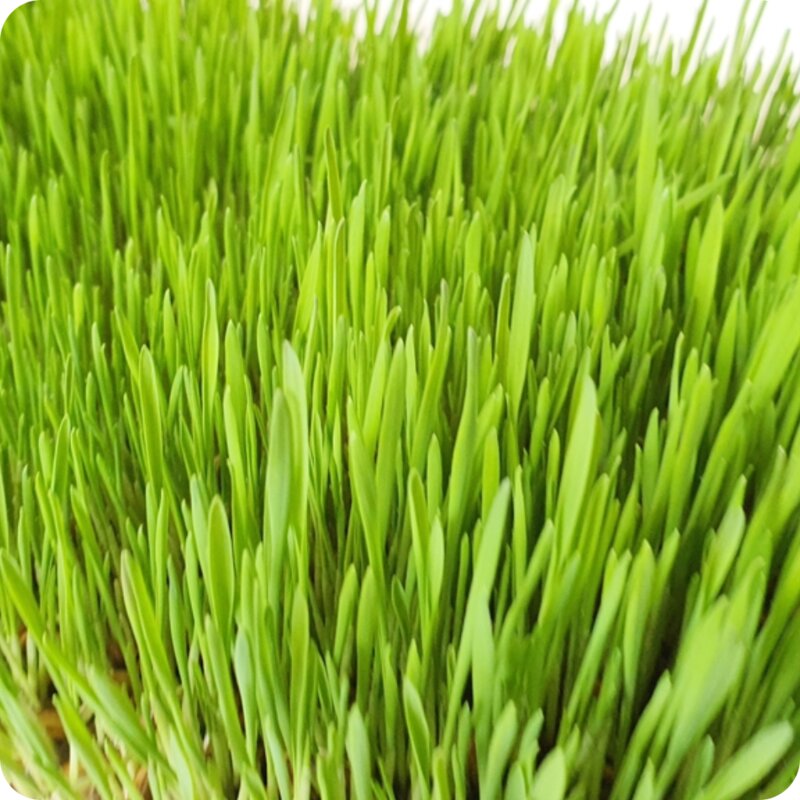 뮤토 SP 캣그라스 국내산 무농약 새싹용 씨앗, 10개, 20g, B 귀리