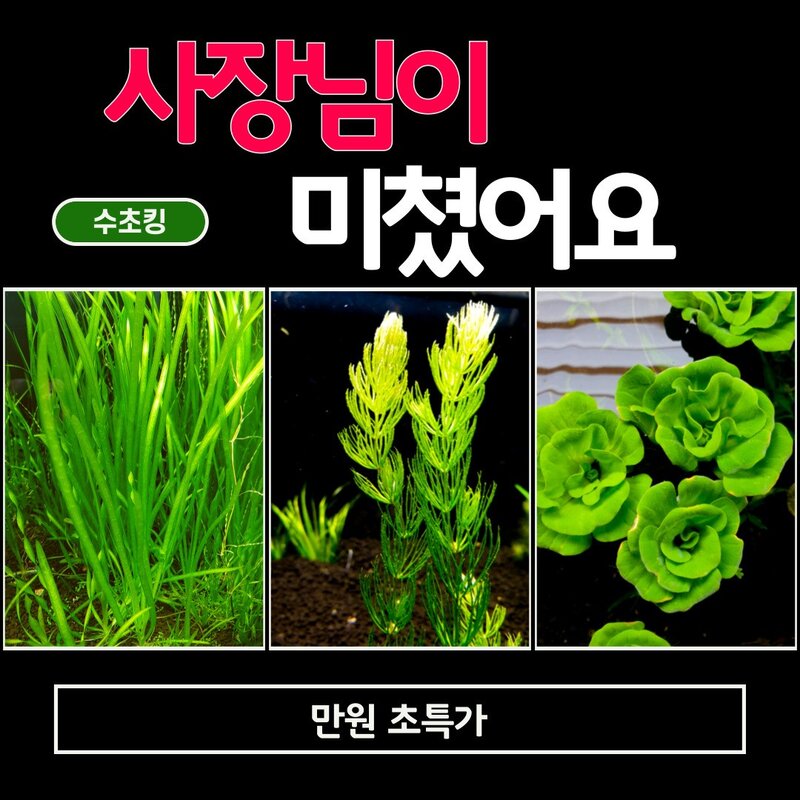 (수초킹) 초특가 만원 수초 / 구피 물고기 새우 초보, 워터머쉬룸15촉, 1세트