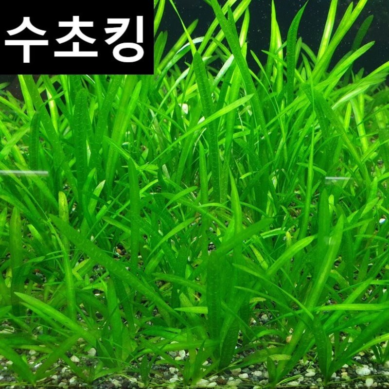 (수초킹) 초특가 만원 수초 / 구피 물고기 새우 초보, 워터머쉬룸15촉, 1세트