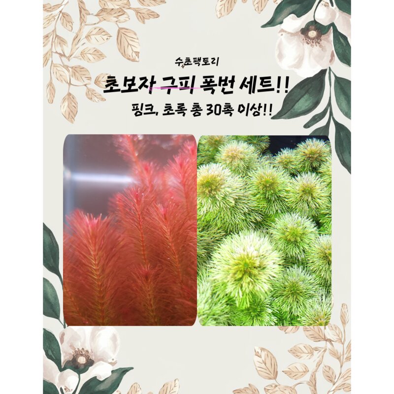 [수초팩토리] 초보자 수초 구피 폭번 세트/ 총 랜덤 2종 30촉 이상!!