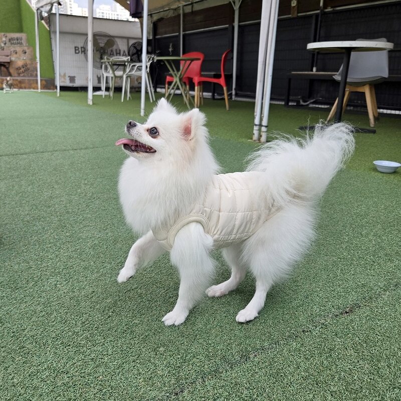 모두샵 강아지패딩 강아지 애견 옷 겨울옷 패딩 조끼 MODDOG101, 1개, 아이보리