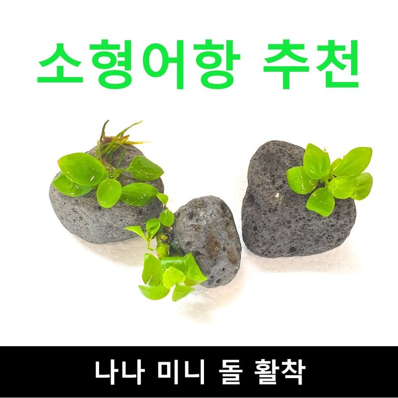 소형어항 추천 나나 미니돌 활착  수초몰 초보자수초 자연수초 활착수초