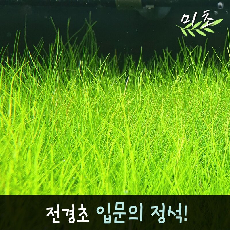 미초 미니 헤어그라스 수초 약 25뿌리  전경수초  초보자 수초  어항 수초