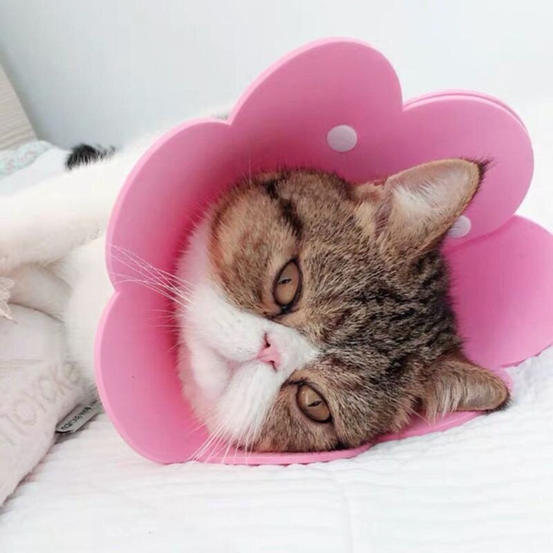 고양이 강아지 상처 회복을 위한 고양이 콘 칼라 조정 가능한 애완동물 회복 엘리자베스 칼라 깨물기 긁힘 방지, Pink, M, 1개