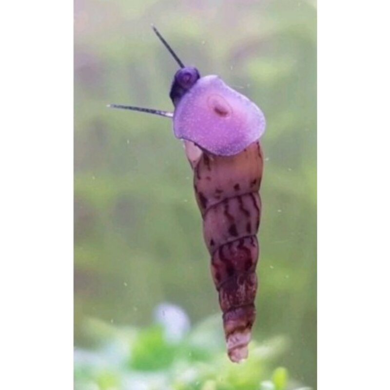 뾰족달팽이5마리